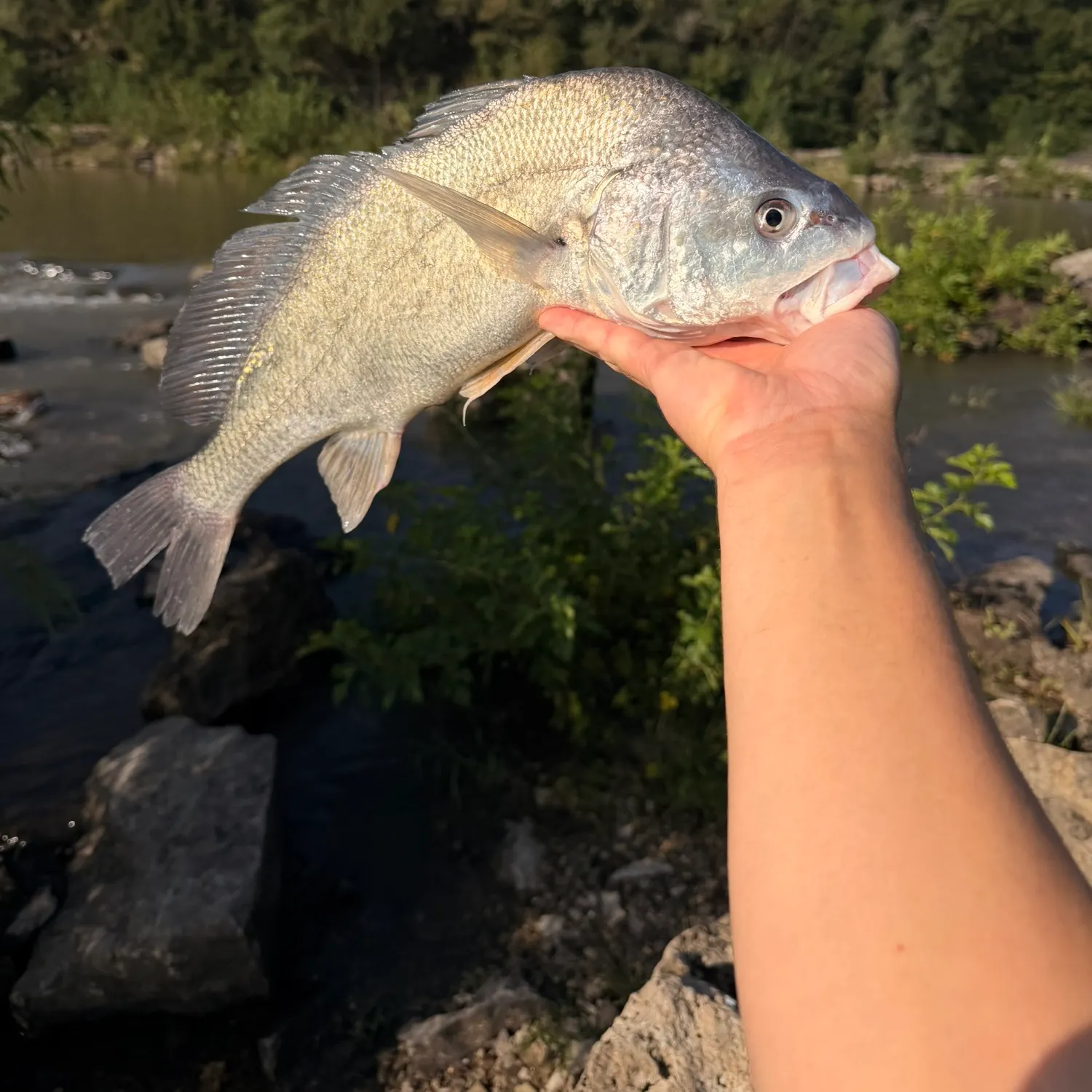 Freshwater drum caught on Fishbrain