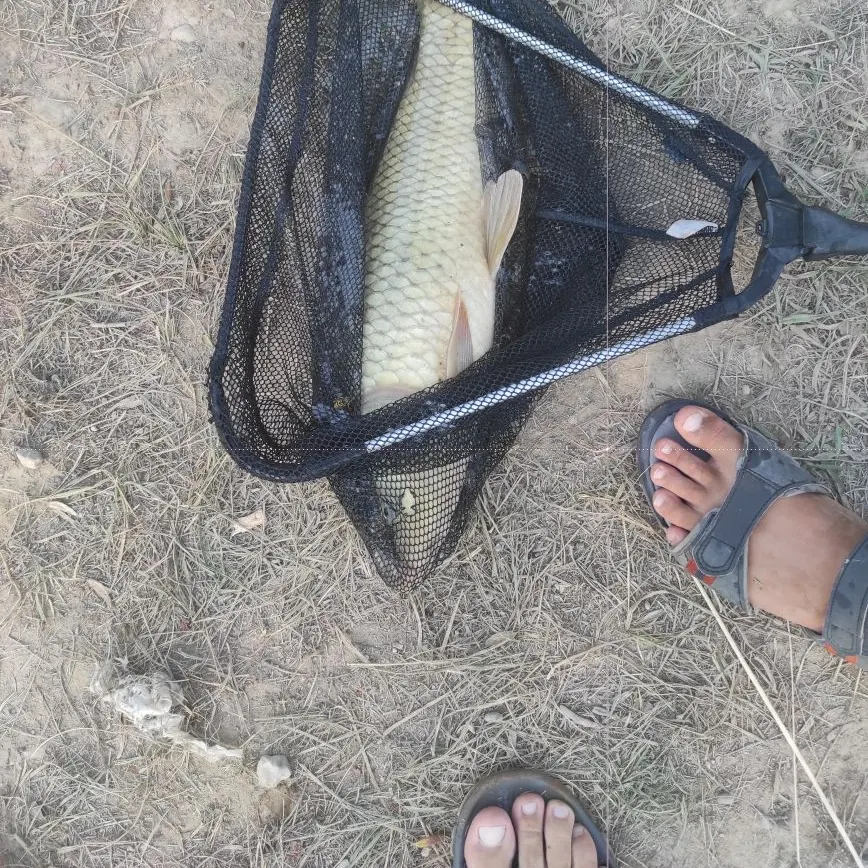 Common carp caught on Fishbrain