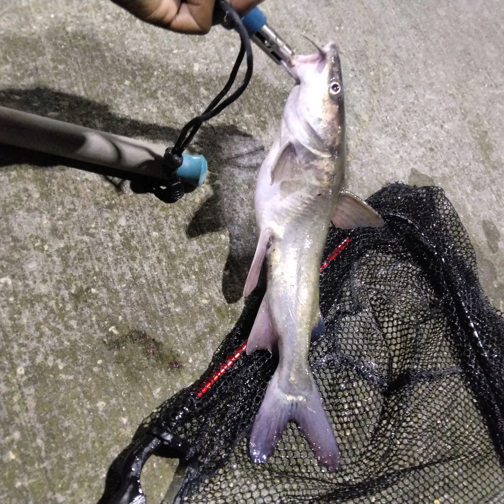 catch