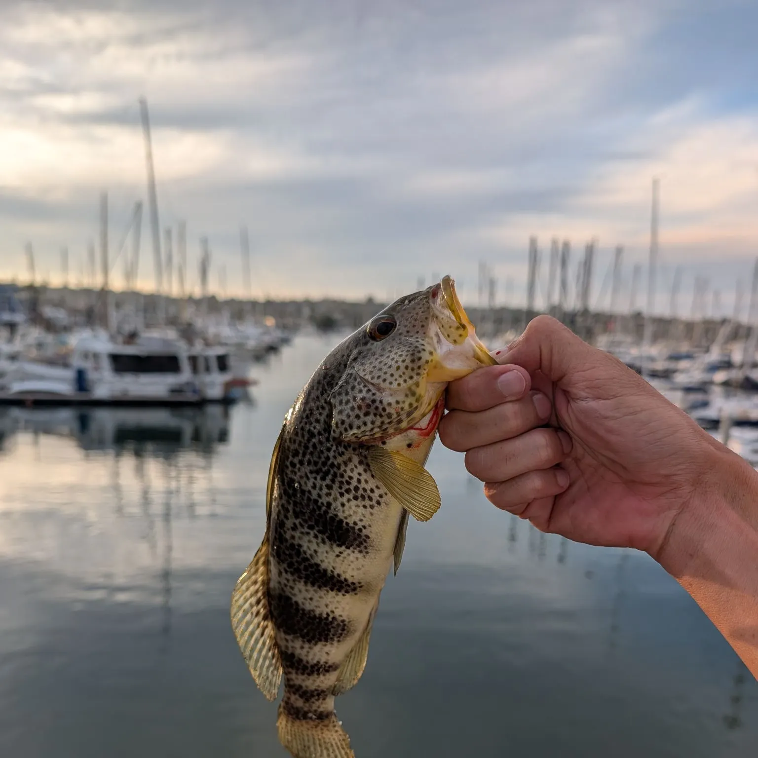 Spotted sand bass caught on Fishbrain