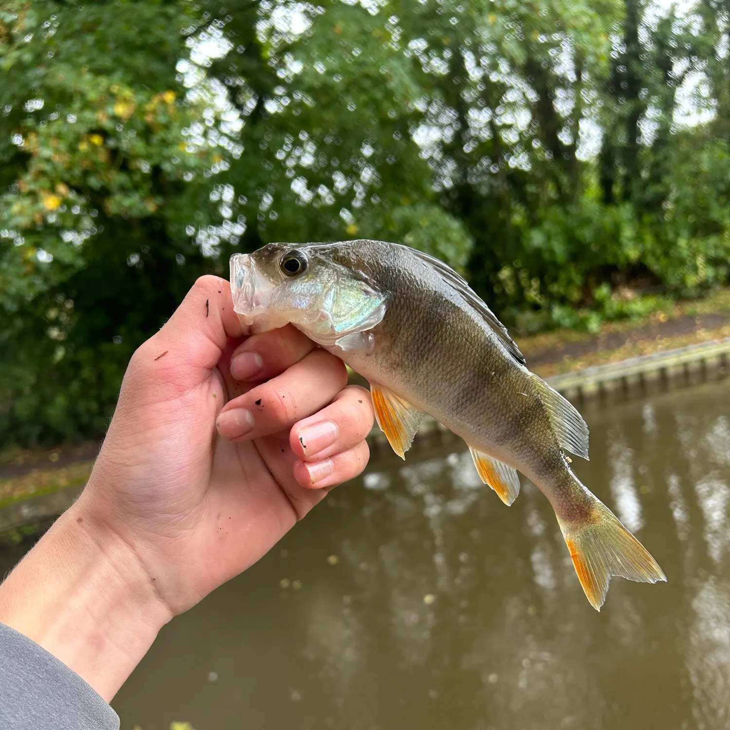 European perch caught on Fishbrain