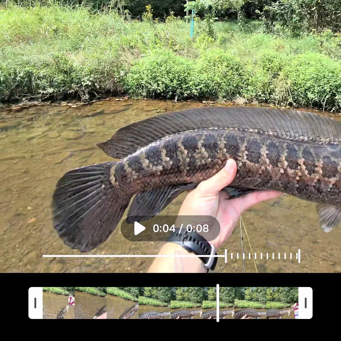 Northern snakehead caught on Fishbrain