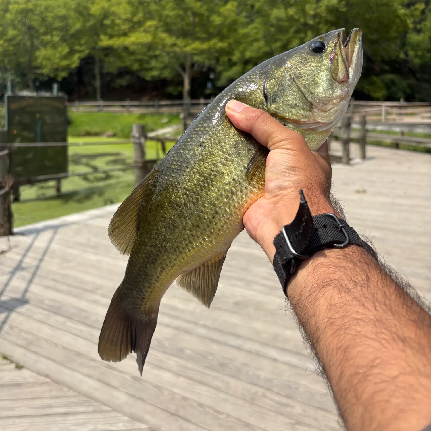 Largemouth bass caught on Fishbrain