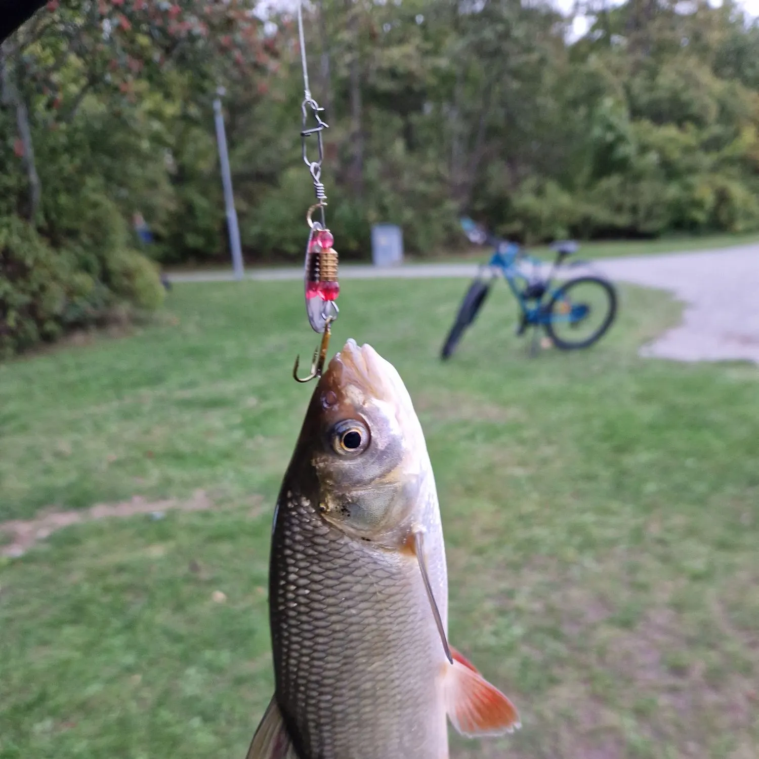 Common roach caught on Fishbrain