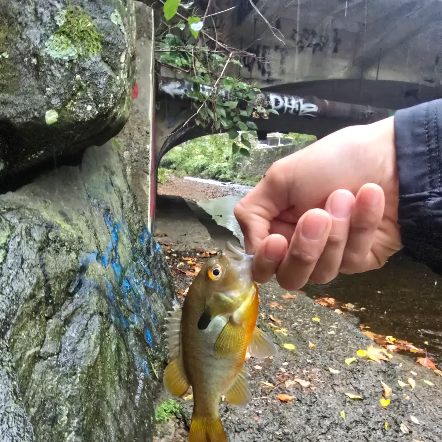 Redbreast sunfish caught on Fishbrain