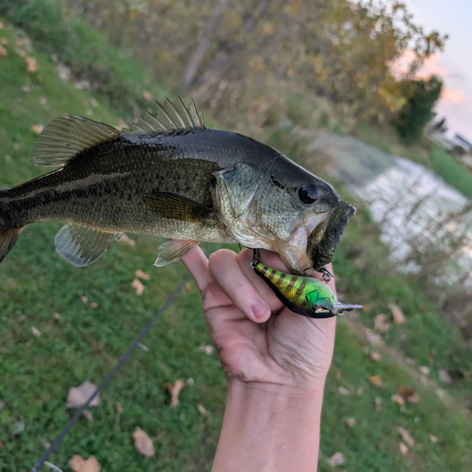 Largemouth bass caught on Fishbrain