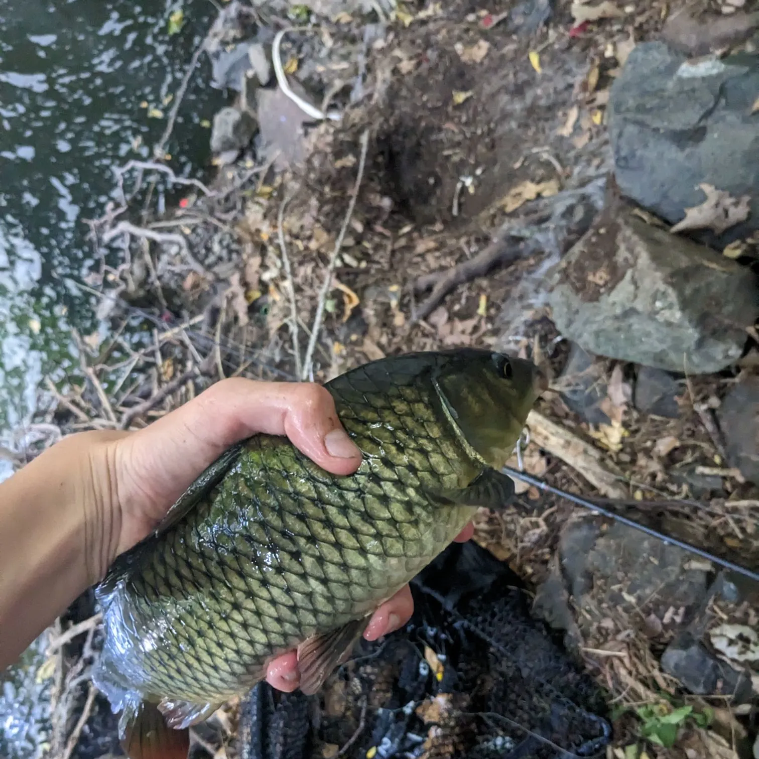 Common carp caught on Fishbrain