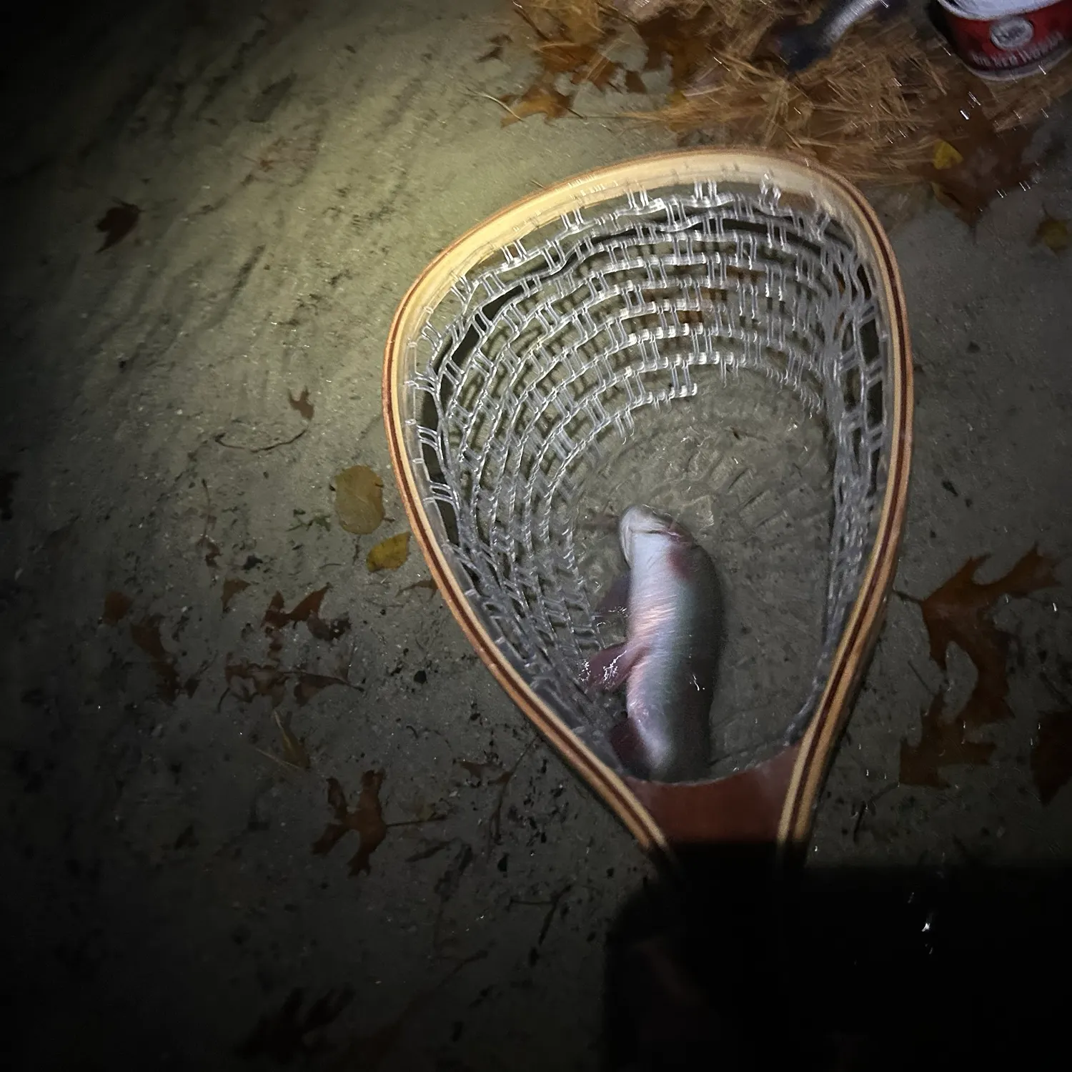 Rainbow trout caught on Fishbrain