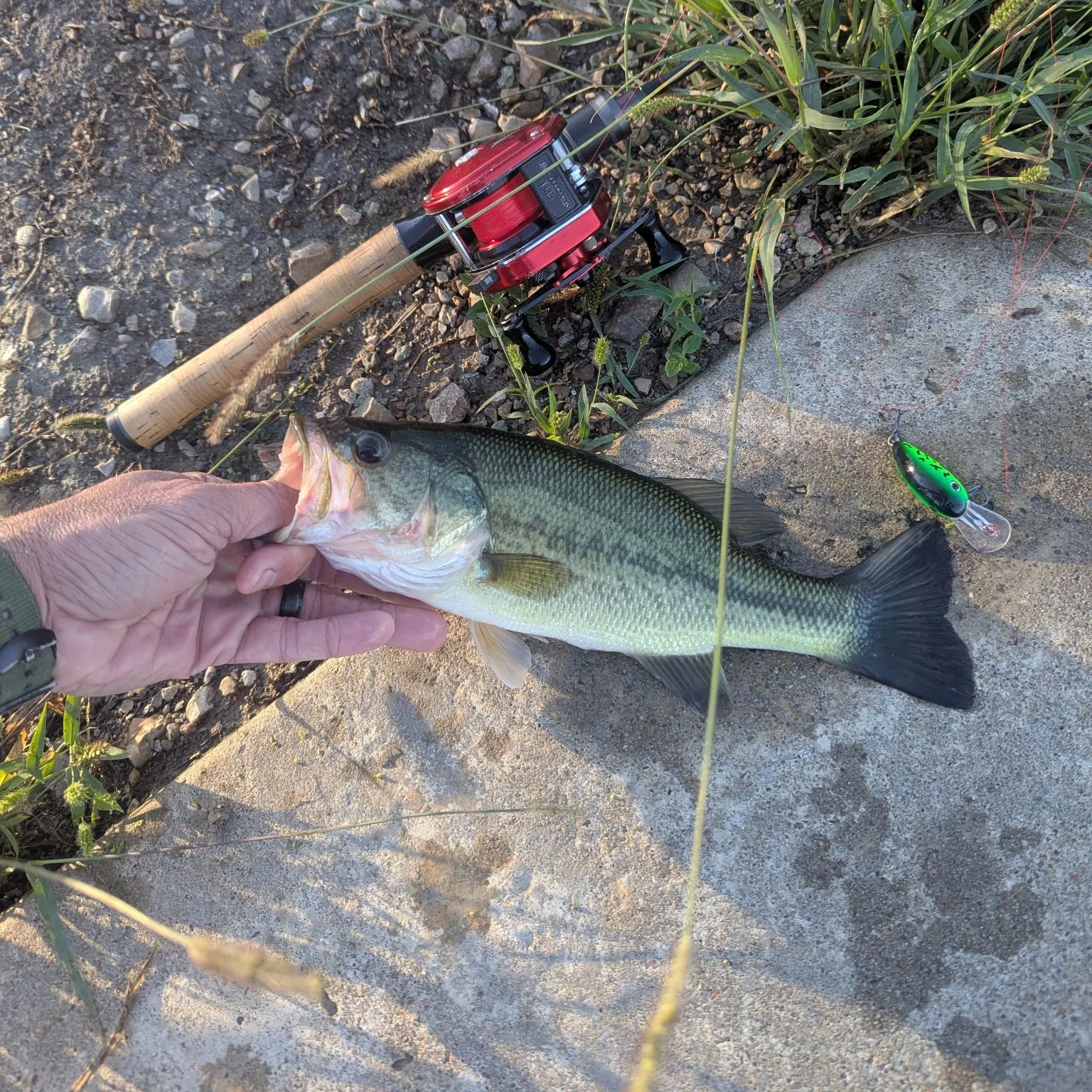 Largemouth bass caught on Fishbrain