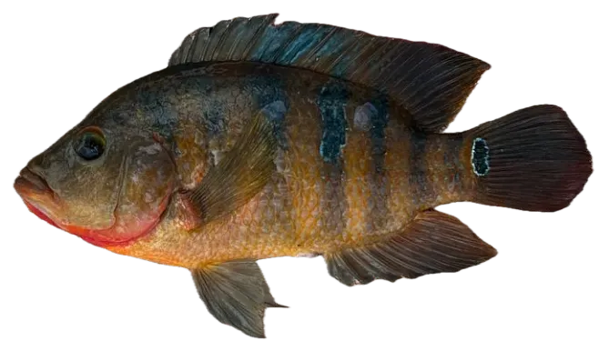 Mayan cichlid