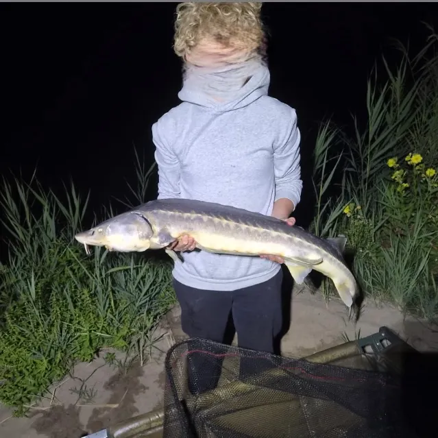 White sturgeon caught on Fishbrain