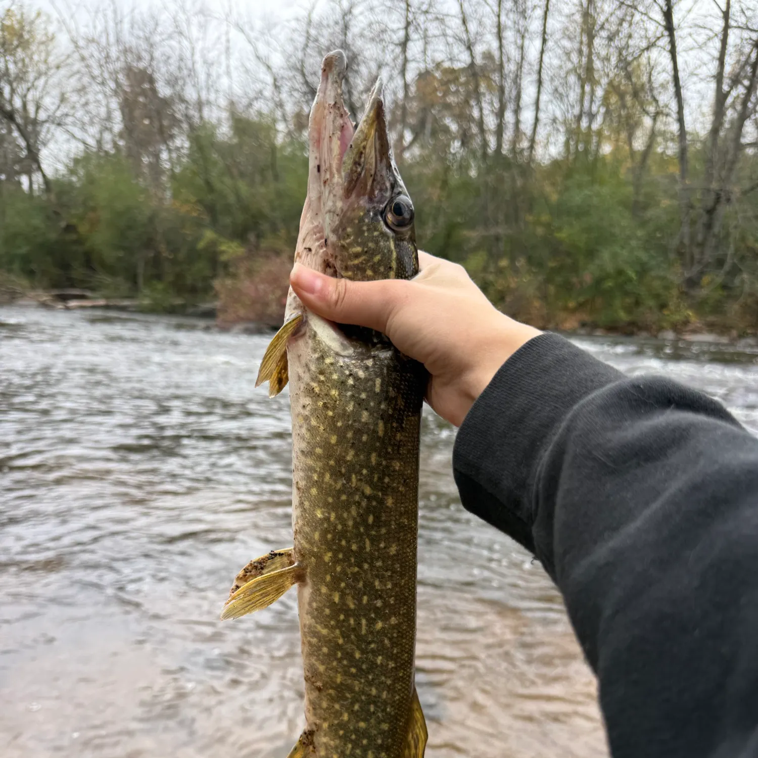 Northern pike caught on Fishbrain