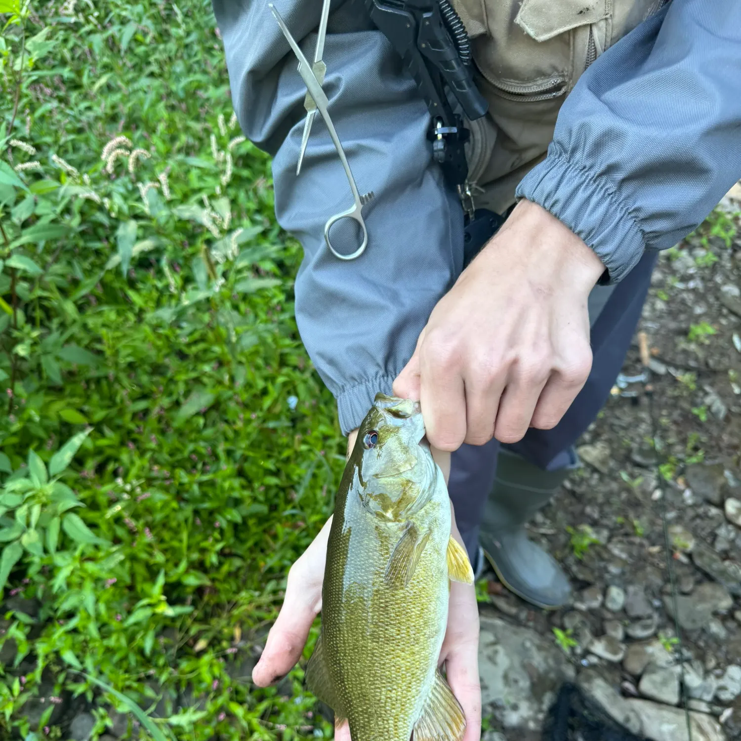 Smallmouth bass caught on Fishbrain