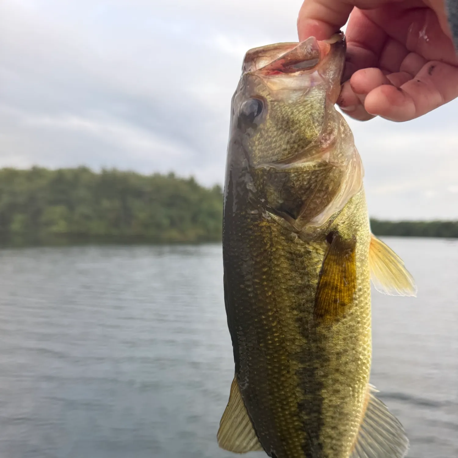 Largemouth bass caught on Fishbrain
