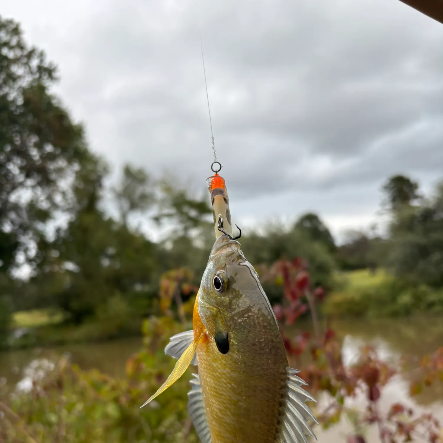 Bluegill caught on Fishbrain