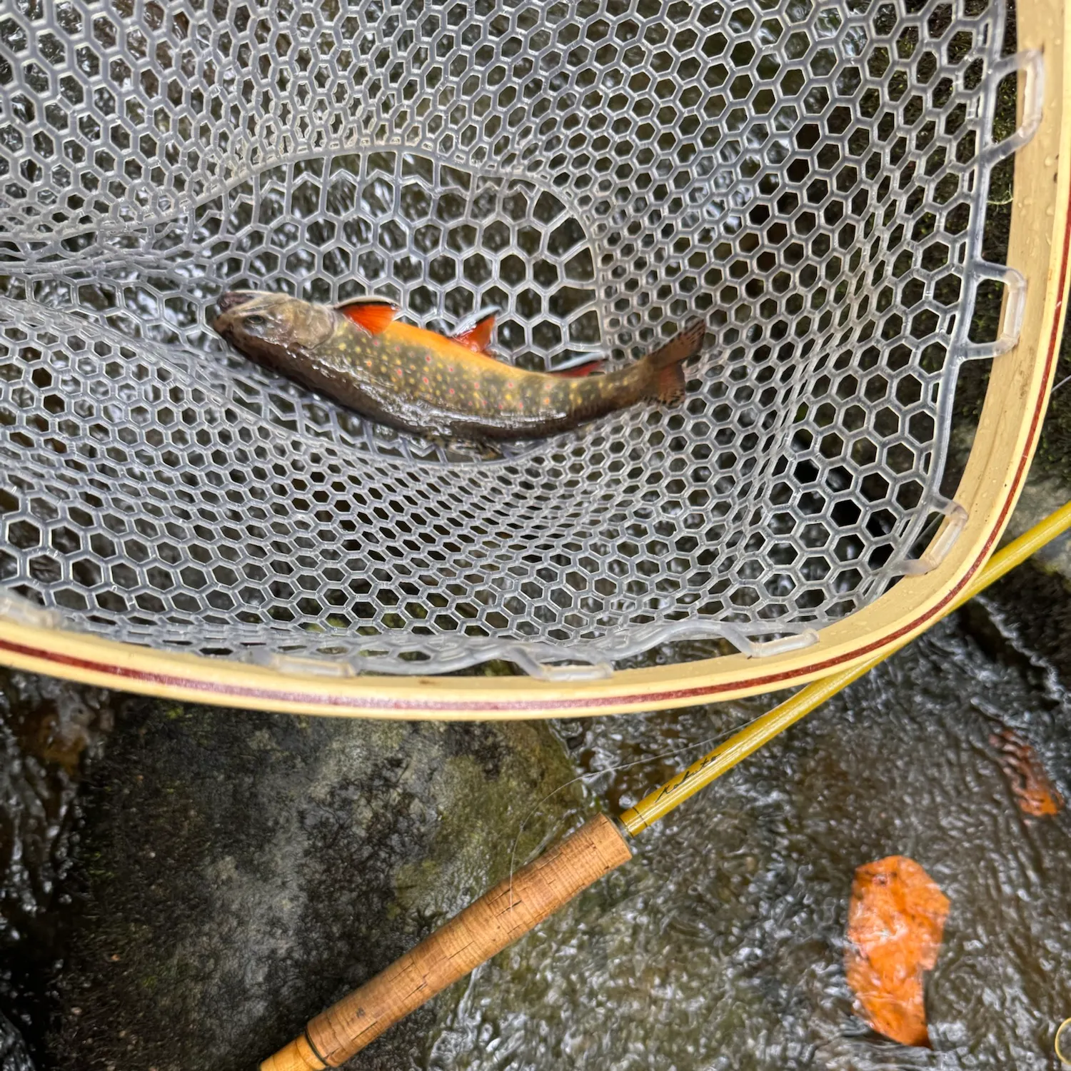 Brook trout caught on Fishbrain