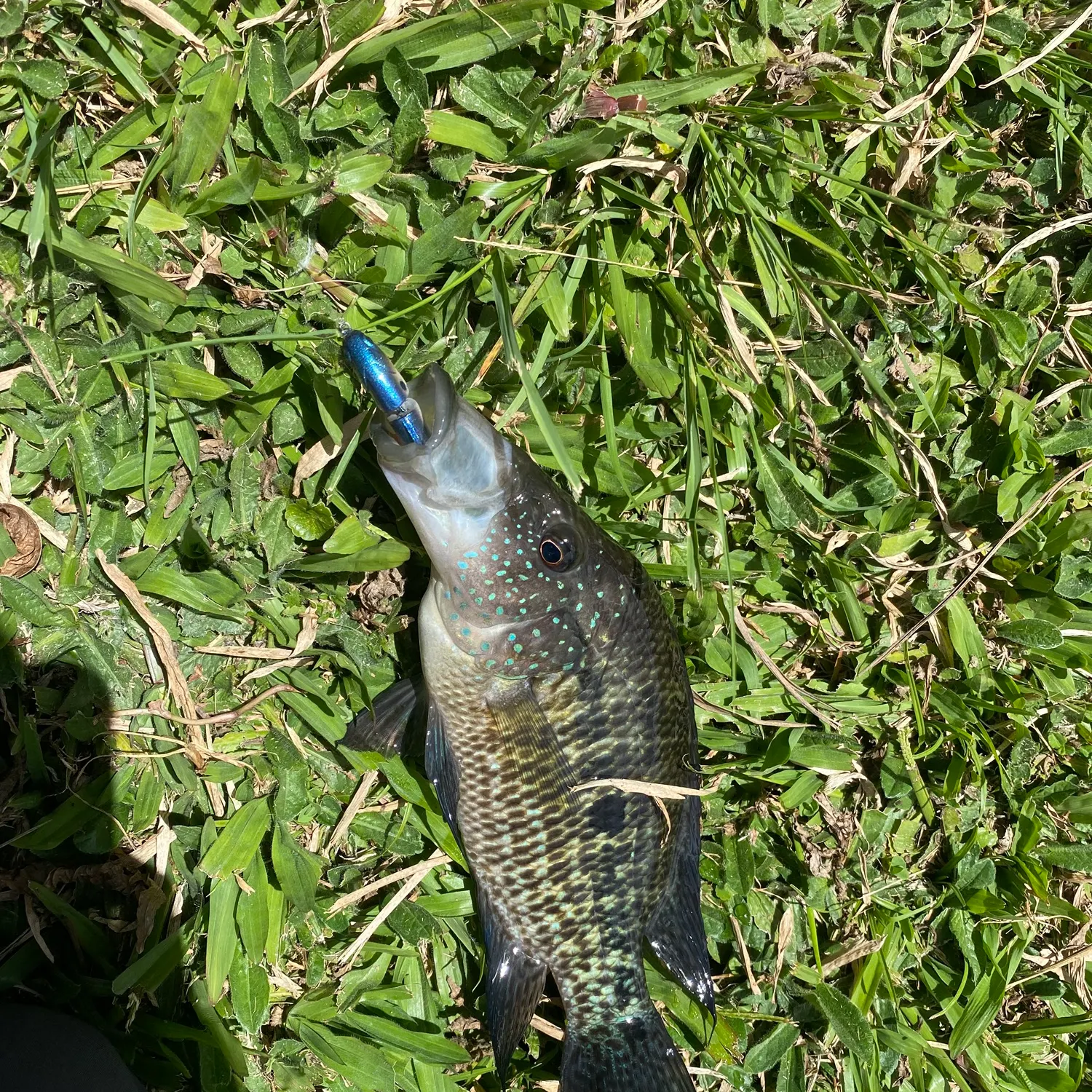 The most recent Turquoise cichlid catches on Fishbrain