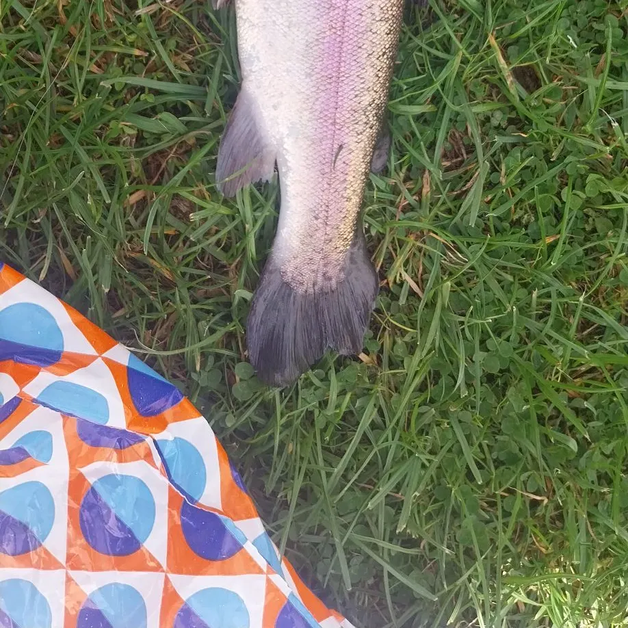 Rainbow trout caught on Fishbrain