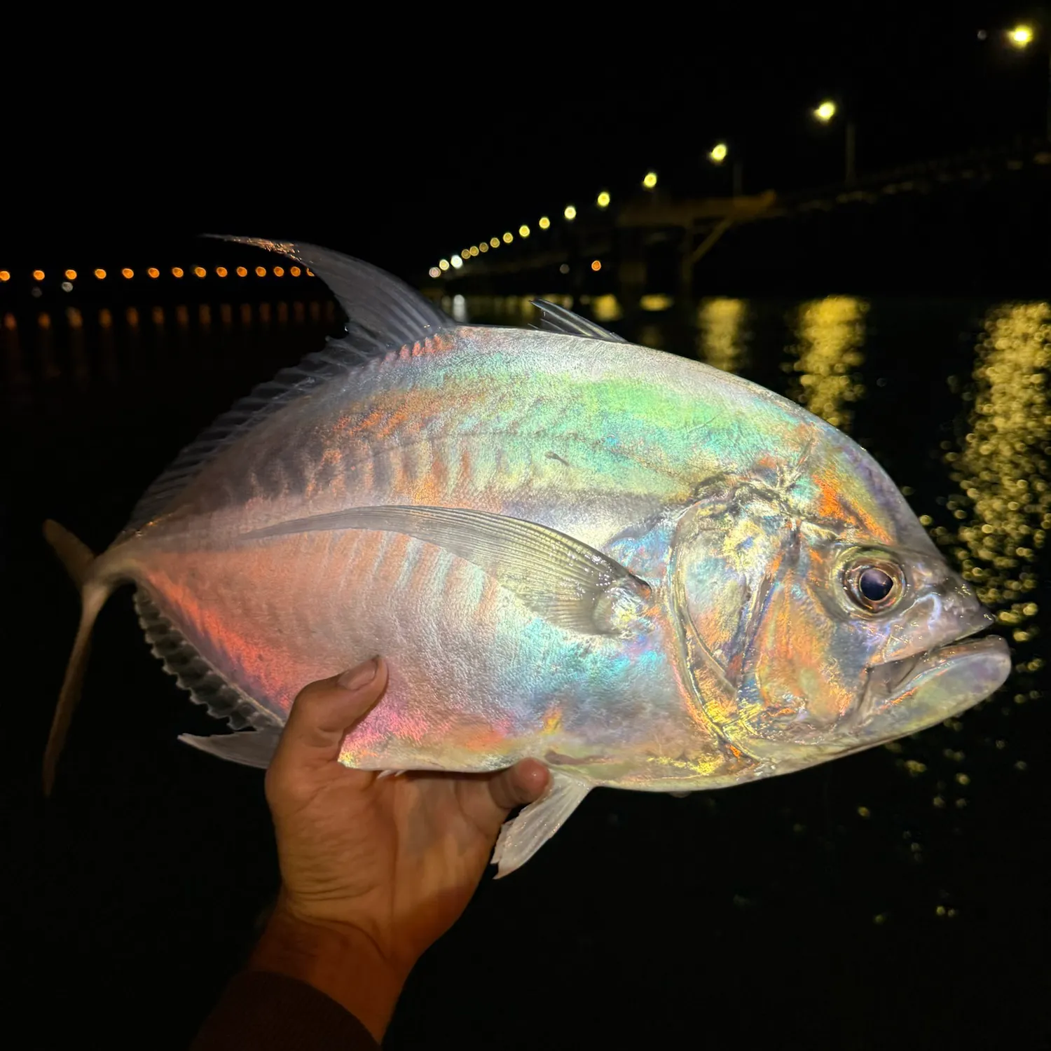 The most recent Longrakered trevally catches on Fishbrain