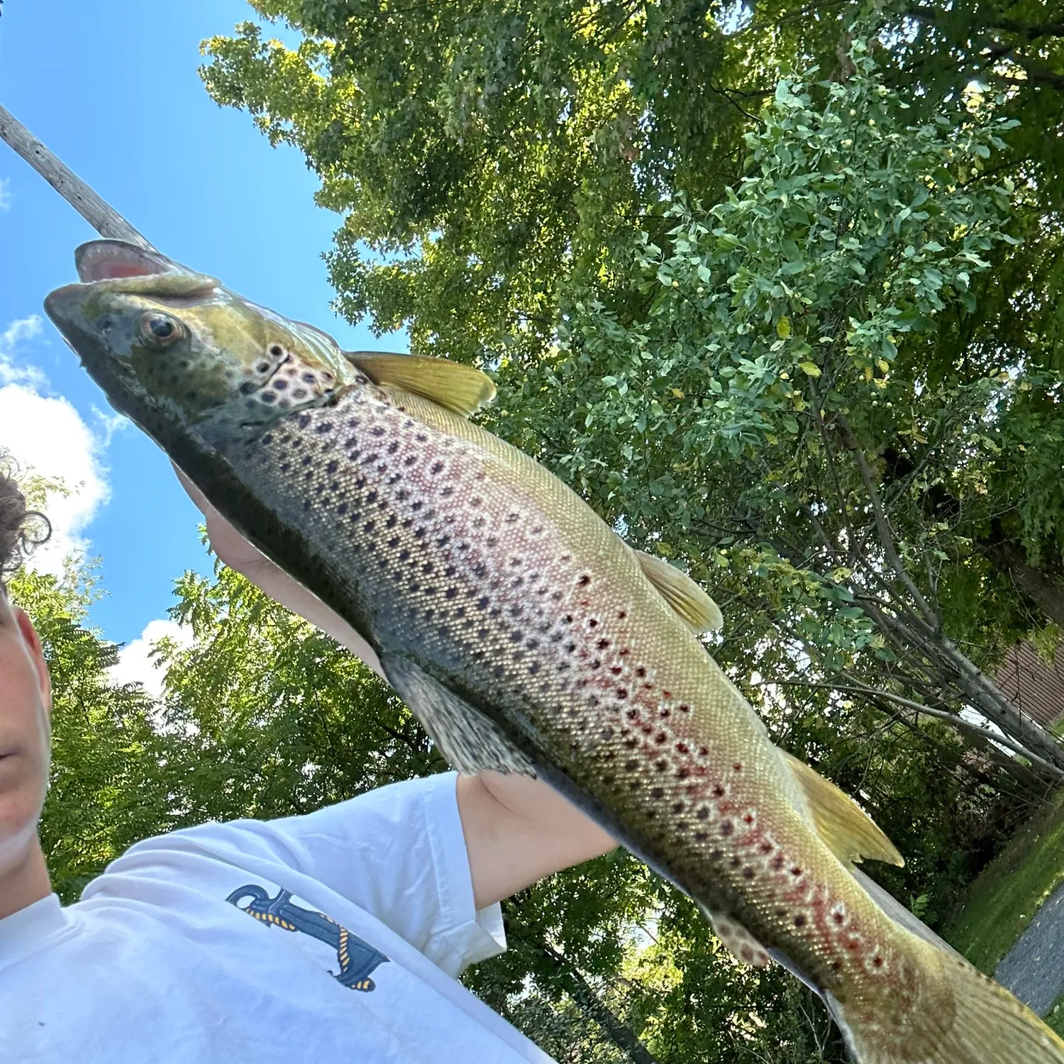 Brown trout caught on Fishbrain