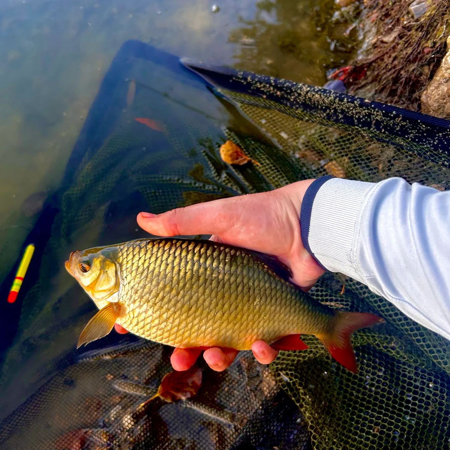 Crucian carp caught on Fishbrain