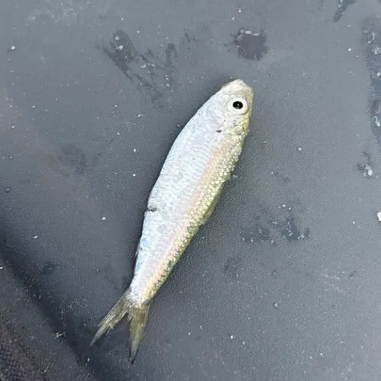 The most popular recent Silverjaw minnow catch on Fishbrain