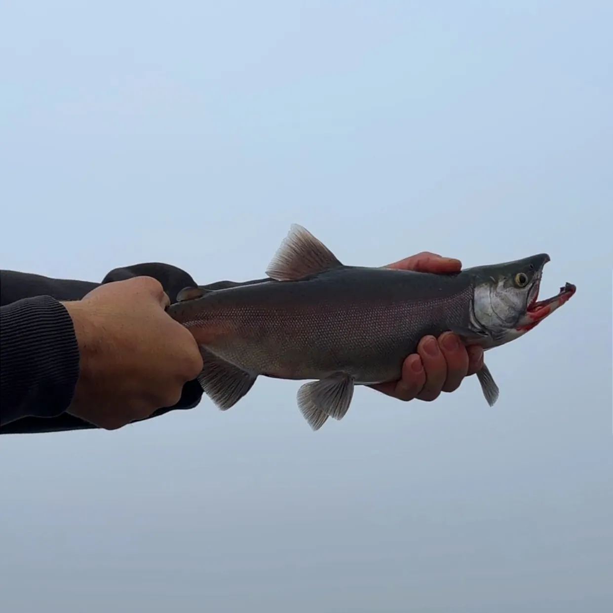 Kokanee salmon caught on Fishbrain