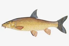 Common barbel