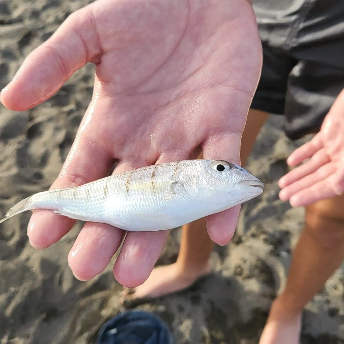 The most recent Striped seabream catches on Fishbrain