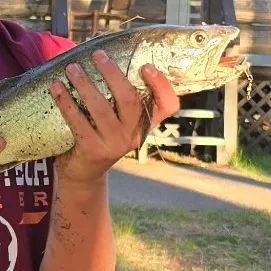Lake char caught on Fishbrain