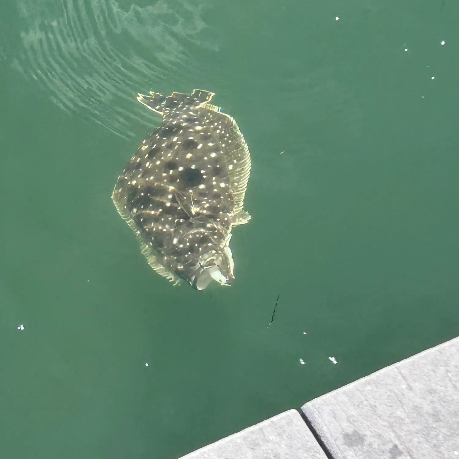 The most recent California halibut catches on Fishbrain