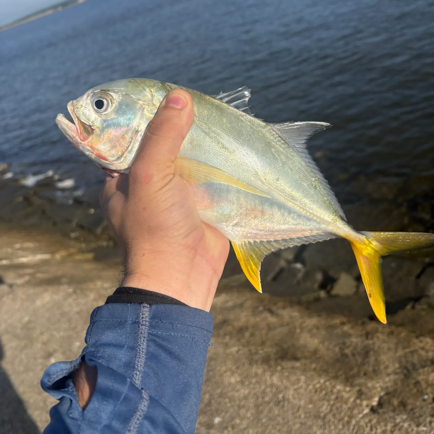 Crevalle jack caught on Fishbrain