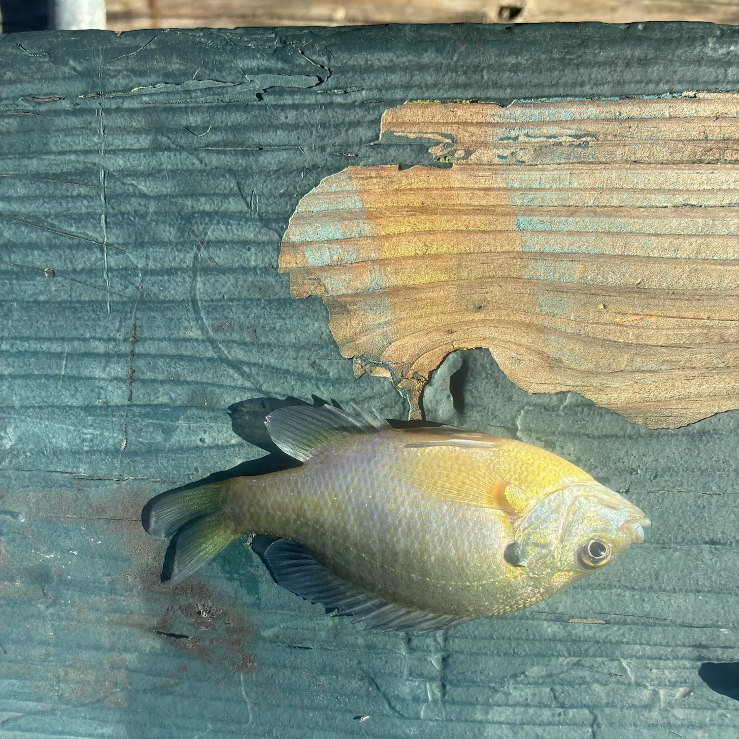 Bluegill caught on Fishbrain