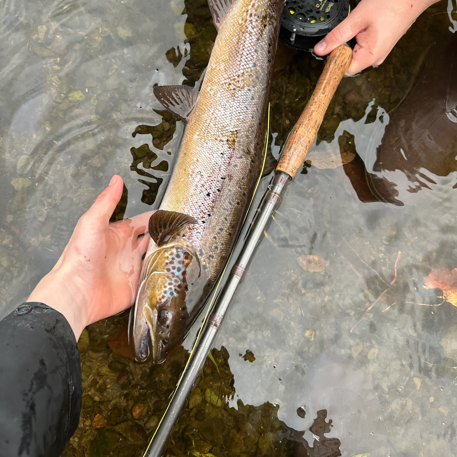 The most recent Atlantic salmon catches on Fishbrain
