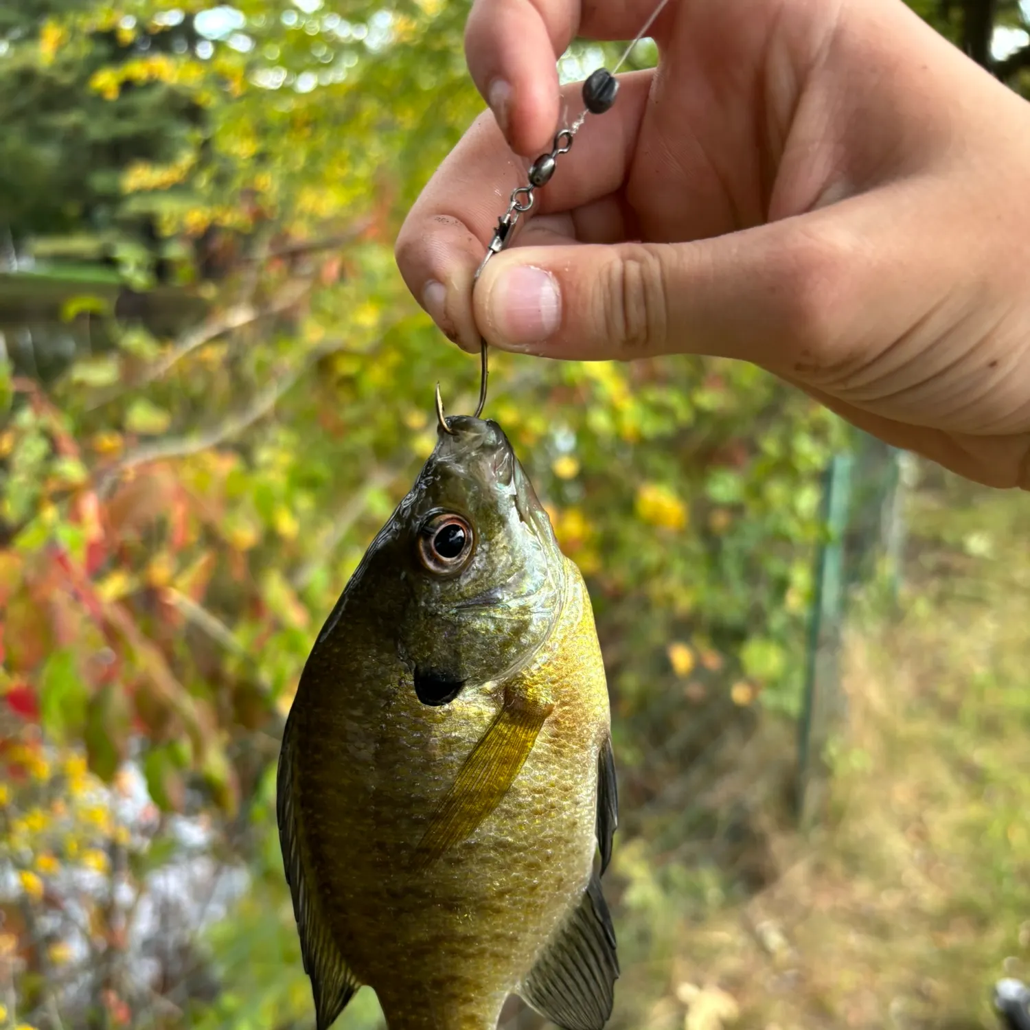 Bluegill caught on Fishbrain