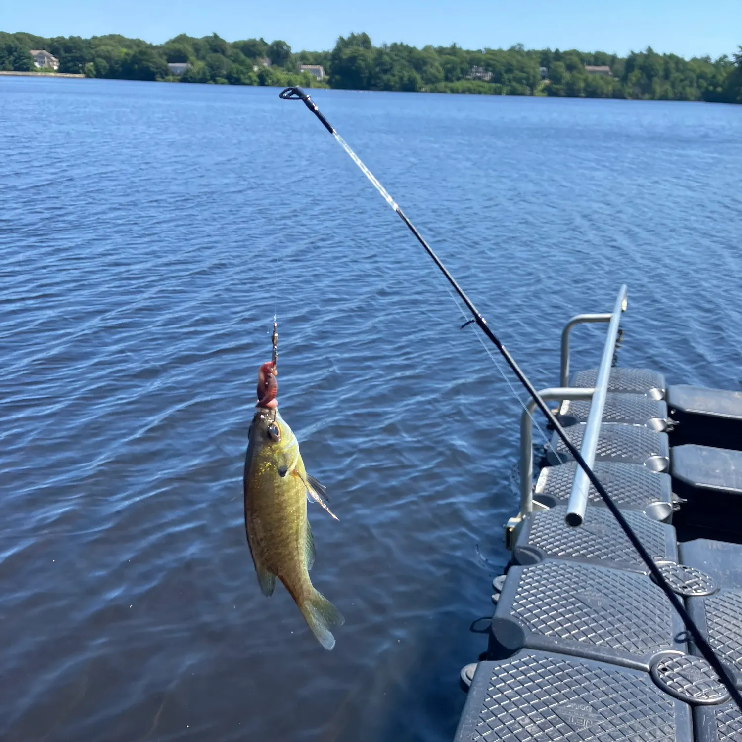 The most recent Smooth puffer catches on Fishbrain