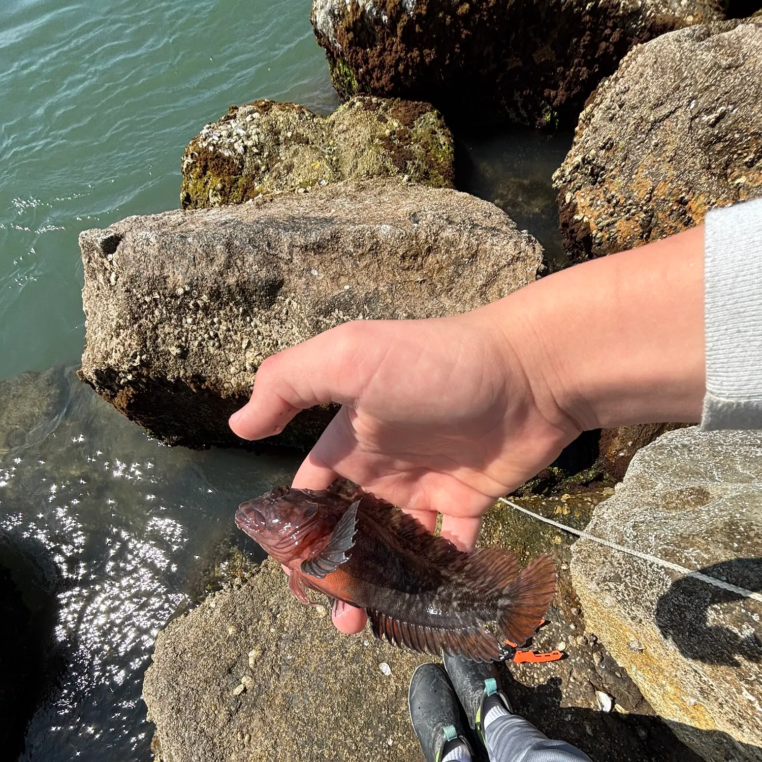 The most recent Largemouth blenny catches on Fishbrain