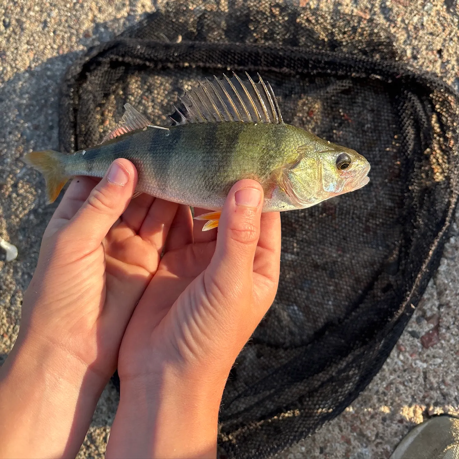 European perch caught on Fishbrain