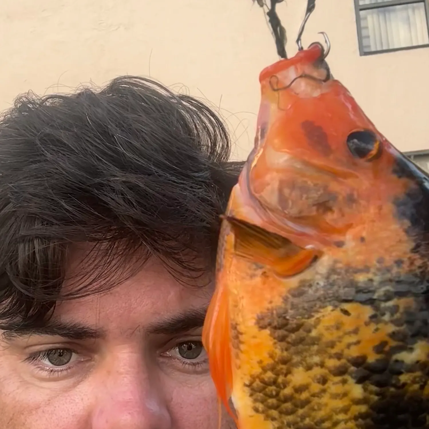 The most recent Midas cichlid catches on Fishbrain