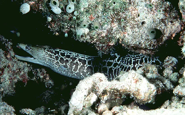 Undulated moray