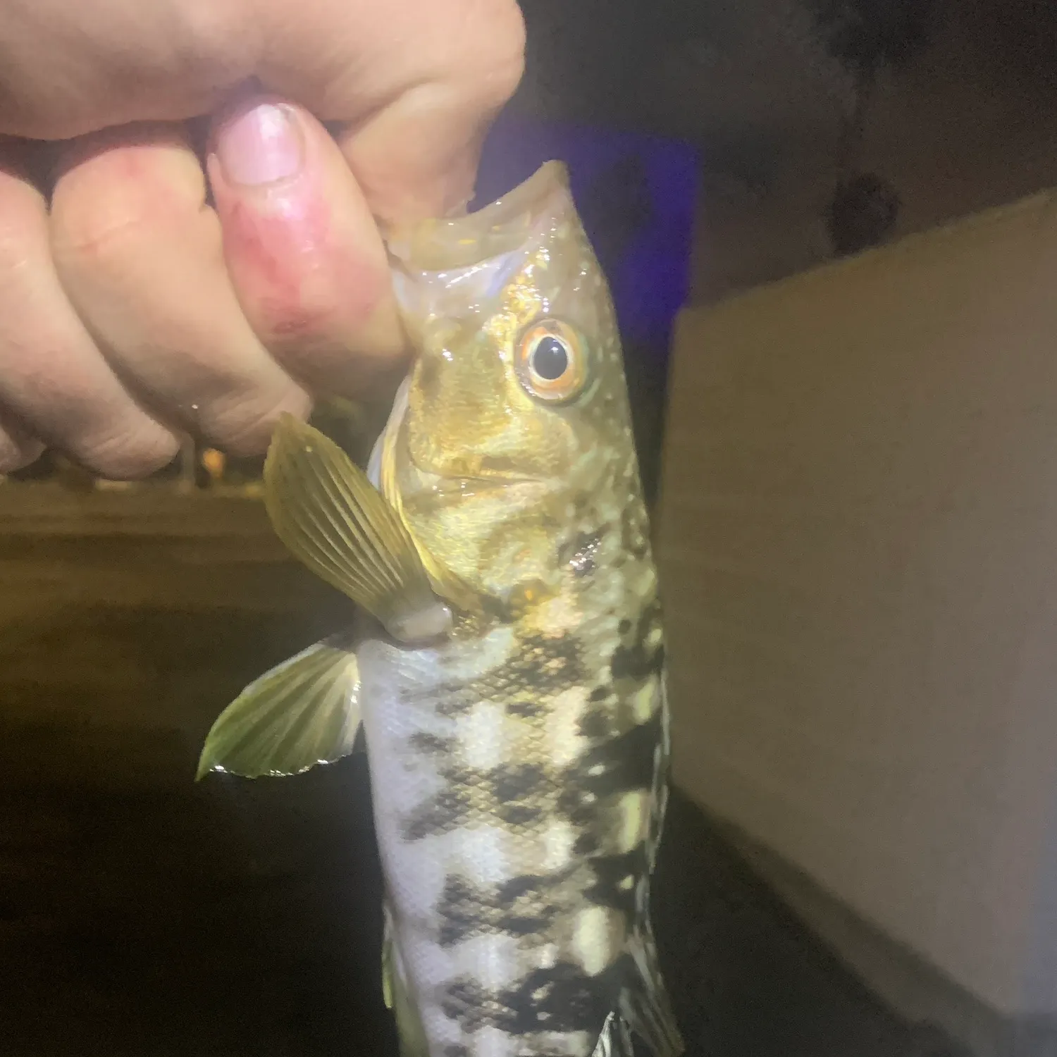 The most recent Kelp bass catches on Fishbrain
