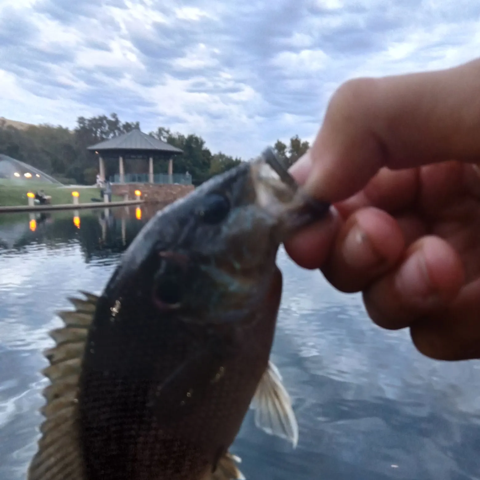 Green sunfish caught on Fishbrain