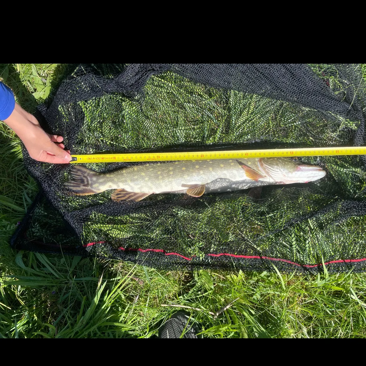 Northern pike caught on Fishbrain