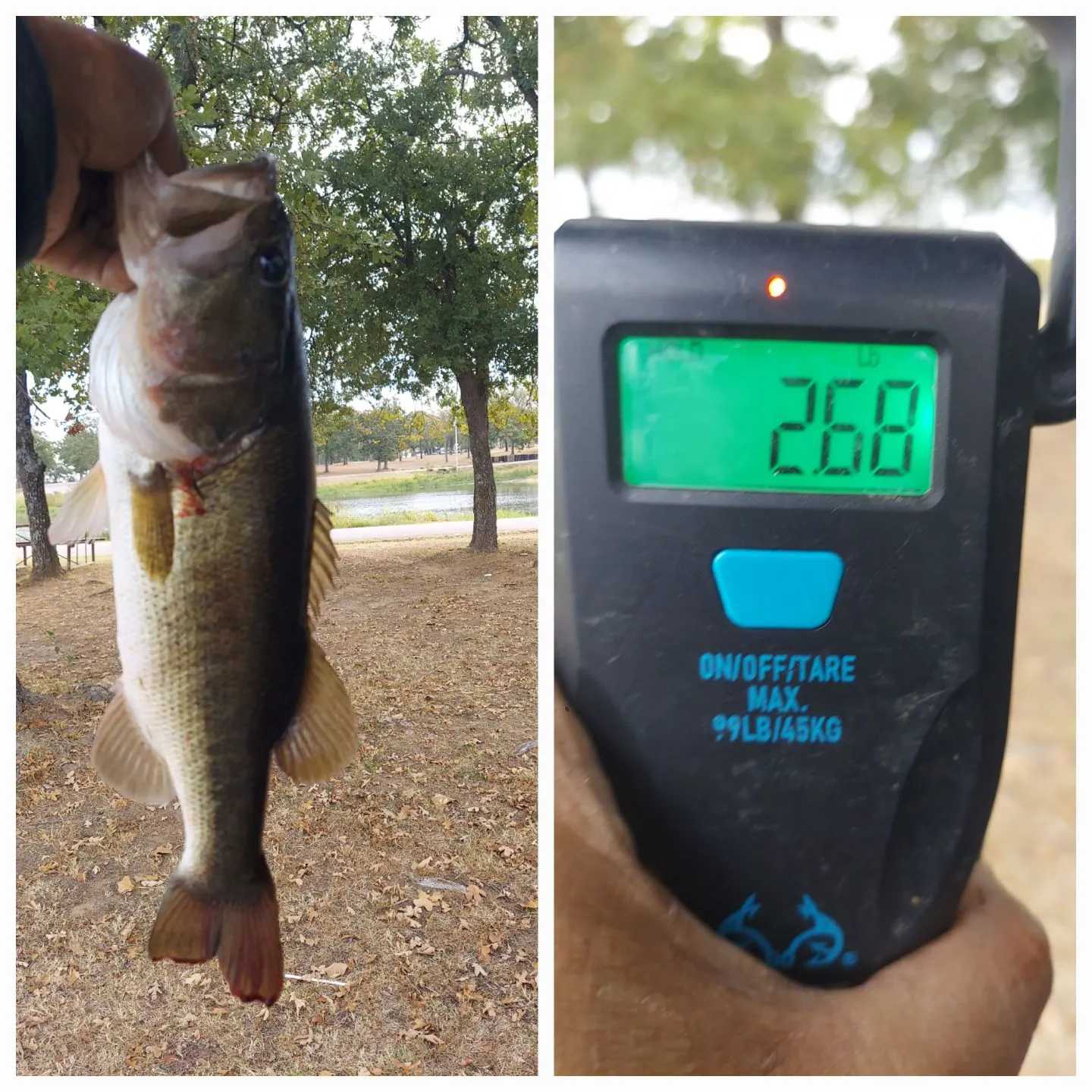 Largemouth bass caught on Fishbrain