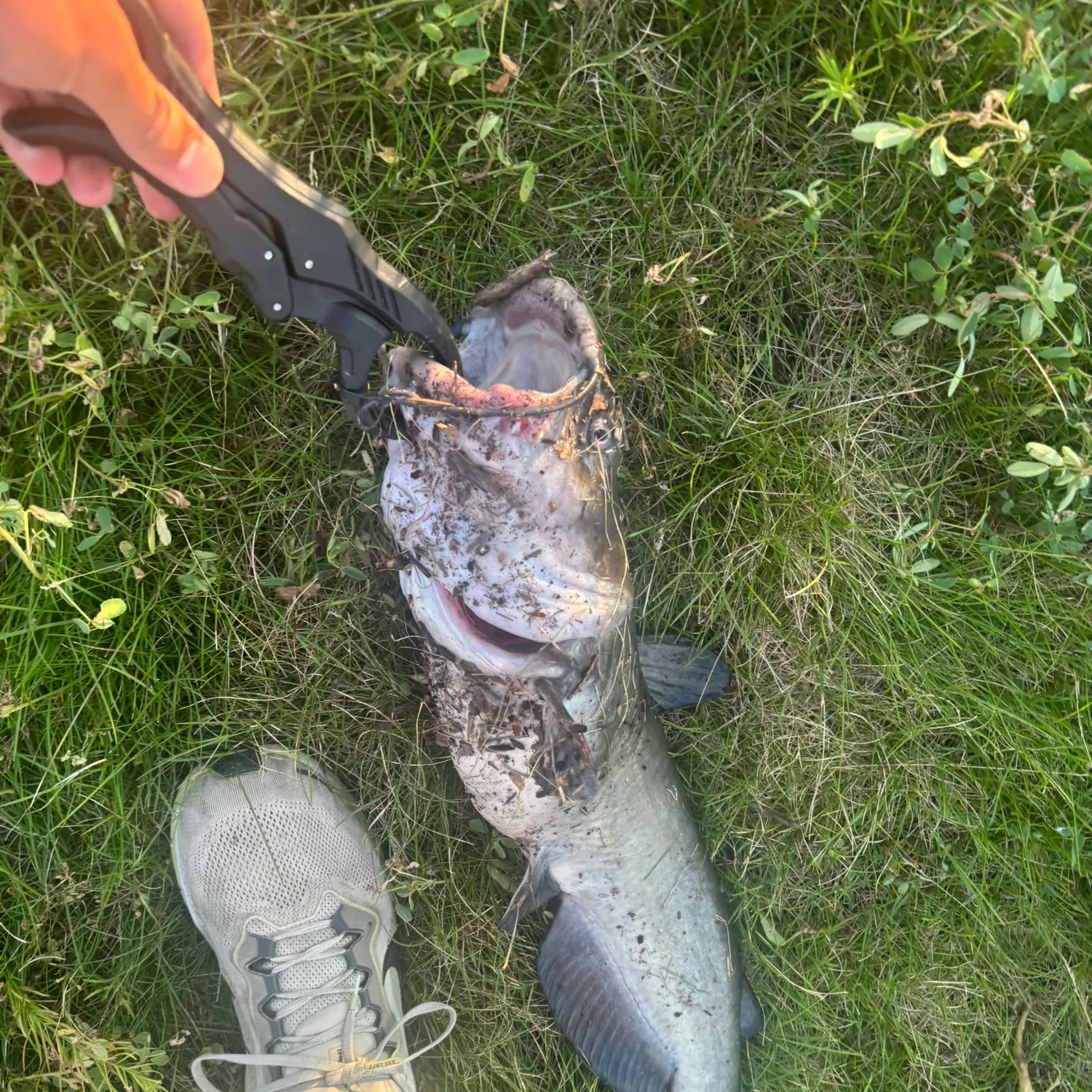 Channel catfish caught on Fishbrain