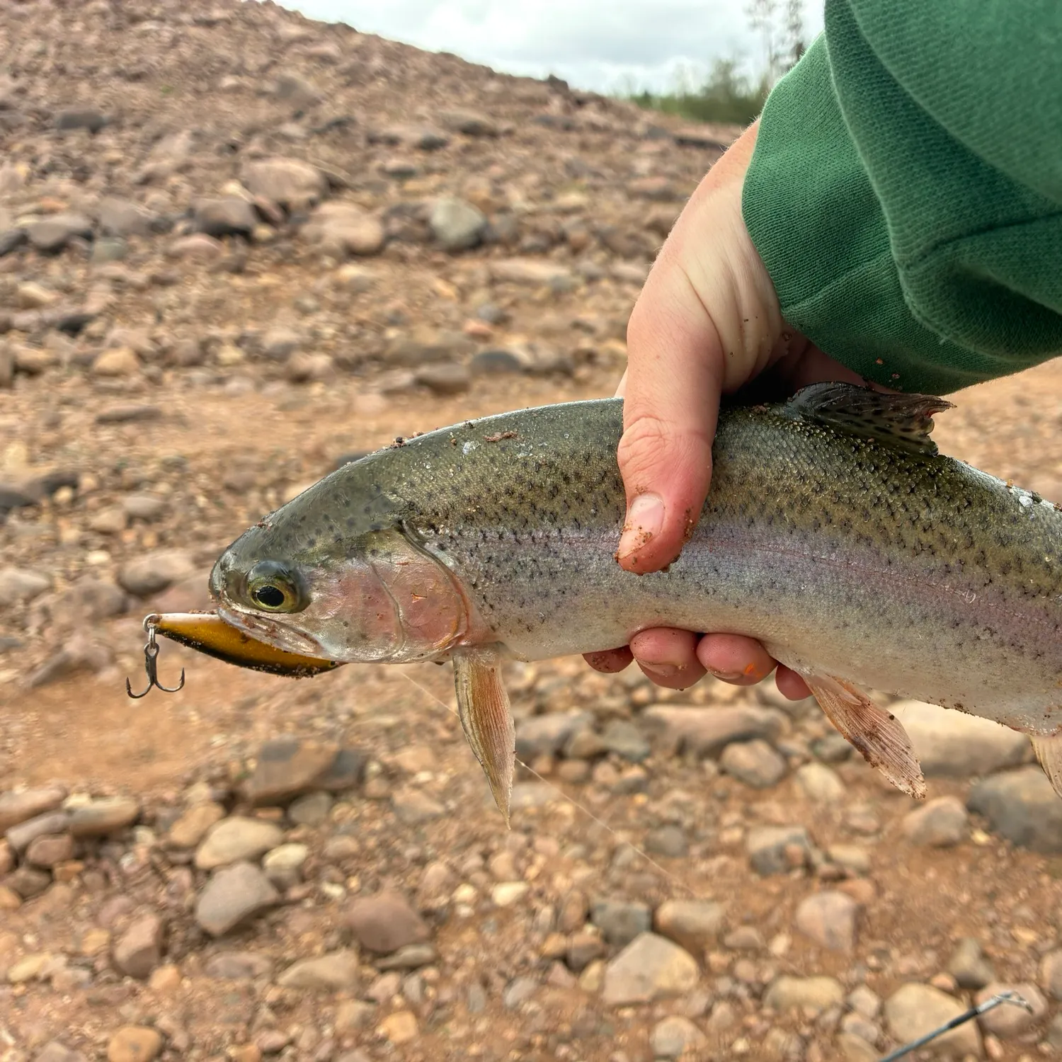 Rainbow trout caught on Fishbrain