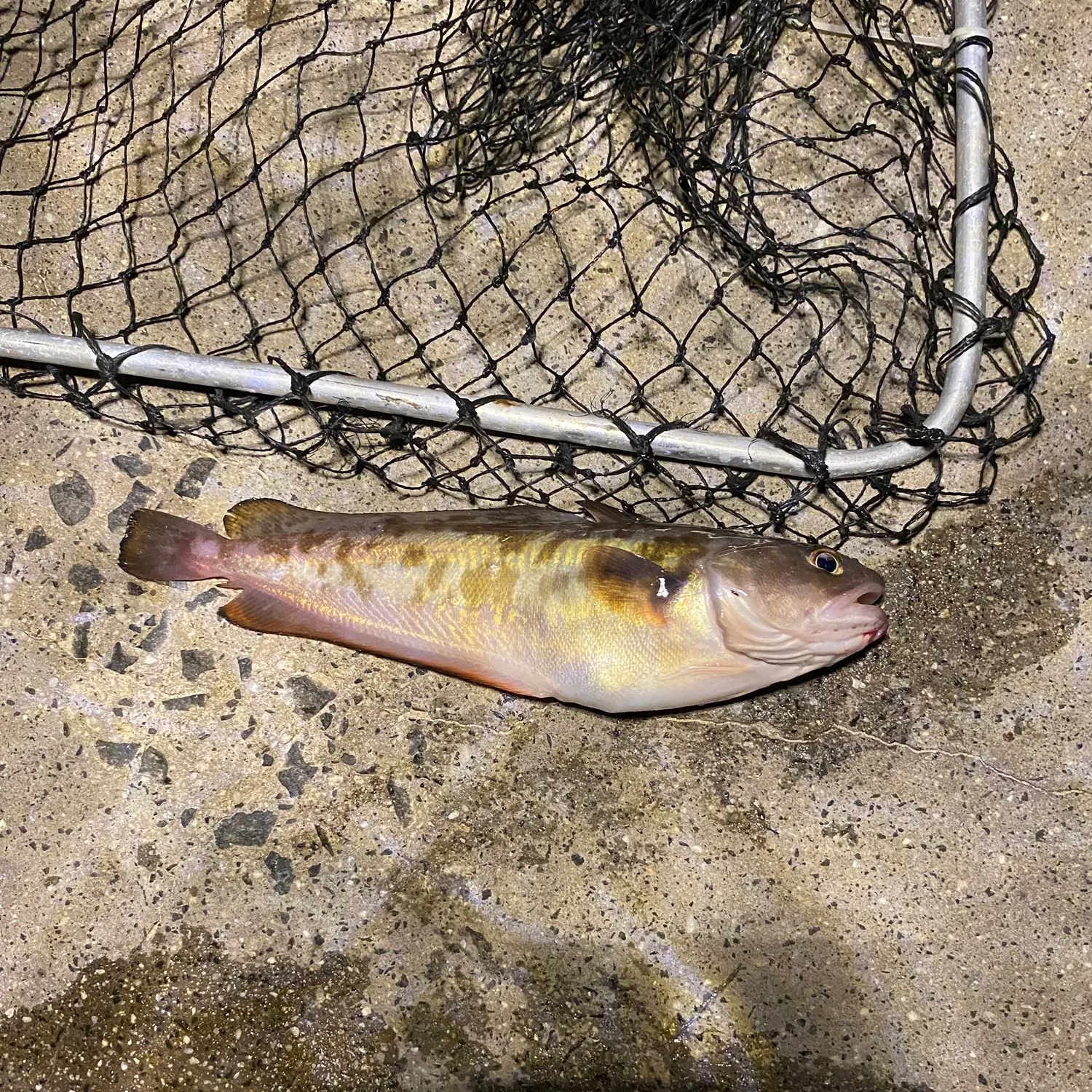 The most recent River blackfish catches on Fishbrain