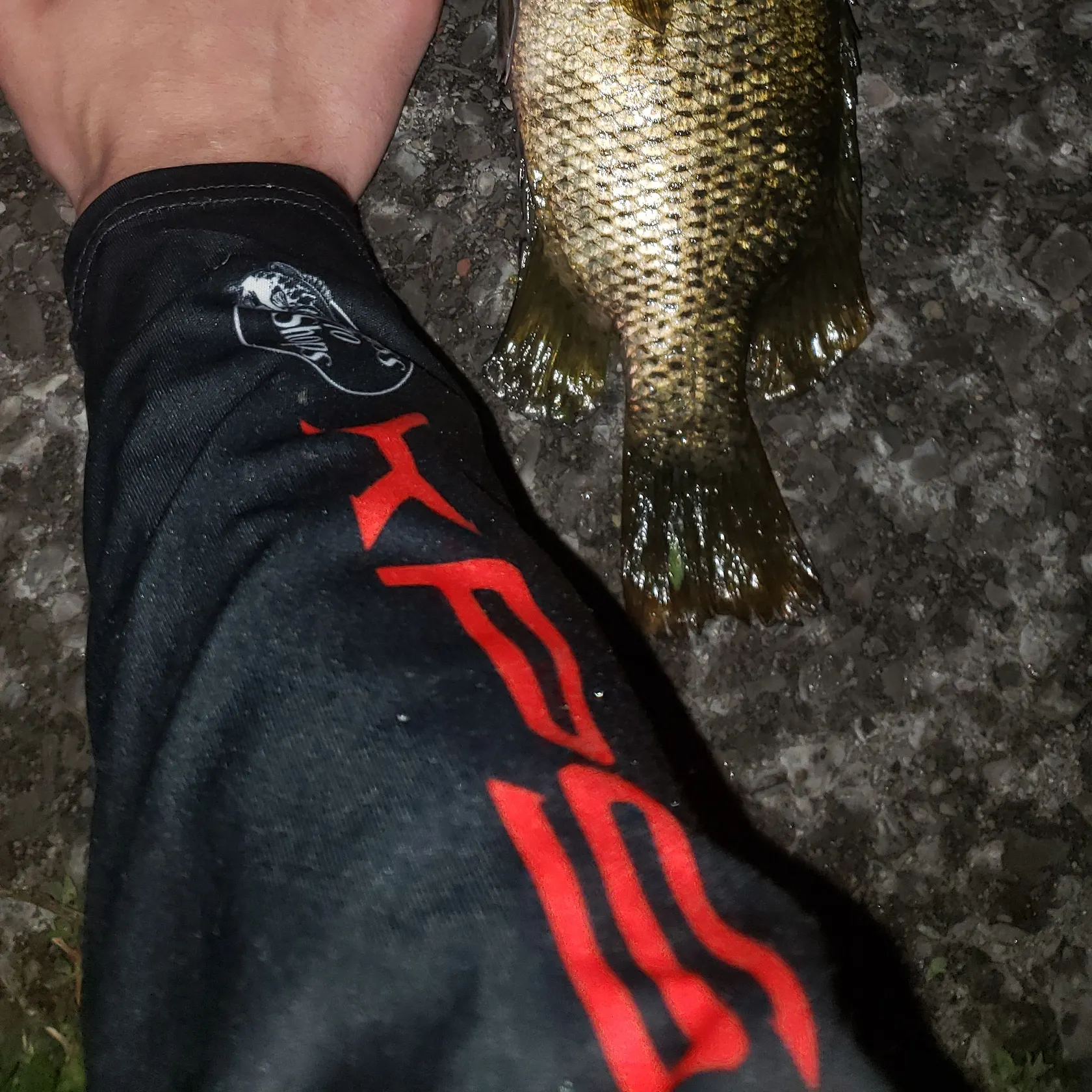 Rock bass caught on Fishbrain