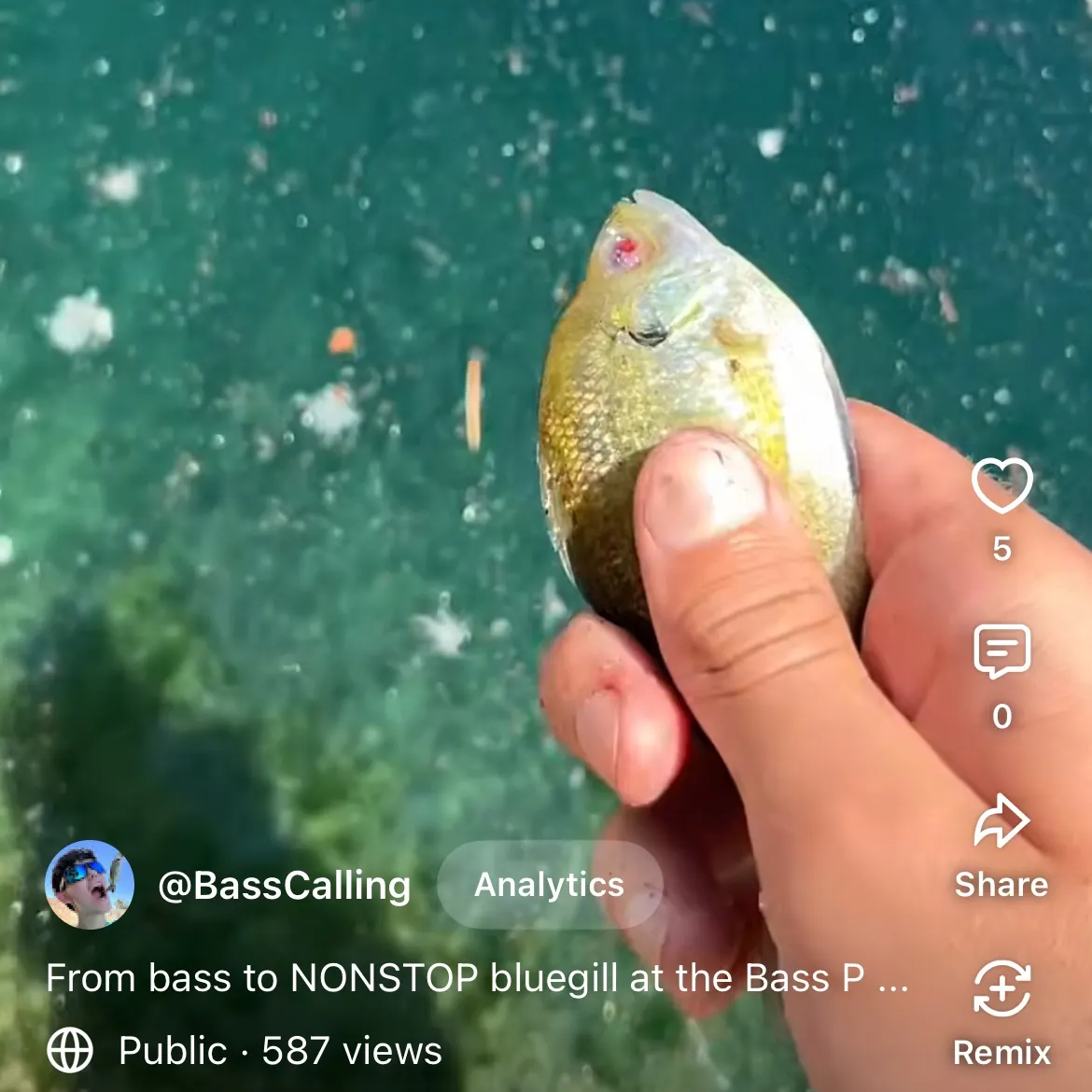 recently logged catches