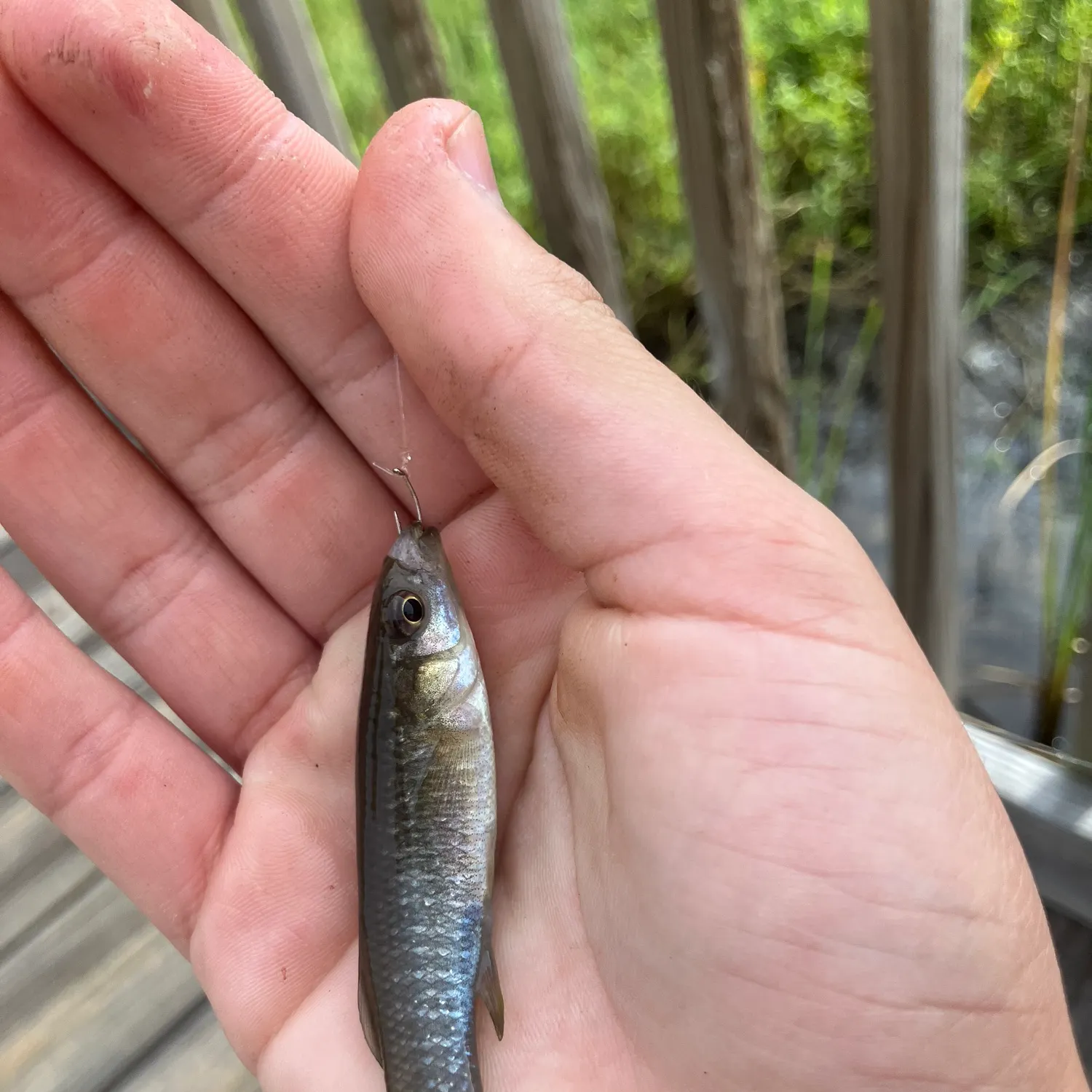 The most recent Gulf killifish catches on Fishbrain